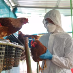 Uruguay refuerza vigilancia sanitaria por foco de influenza Aviar en Rio Grande do Sul