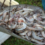 Está cerrada la temporada de pesca de camarón