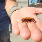 Gobierno reúne expertos para el combate del picudo rojo, con la mira puesta en Rocha y Paysandú