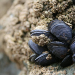 Veda por marea roja en Rocha