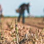 BROU aprobó asistencia a productores afectados por la sequía