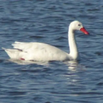 Se confirmó presencia de Influenza Aviar en un cisne coscoroba de la Laguna Garzón