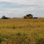 Solo en Cebollatí se perdieron entre 4.500 y 5.000 hectáreas de cultivos de arroz