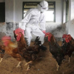 Se declaró emergencia sanitaria nacional por Influenza Aviar