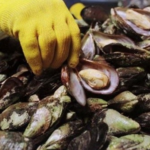 Continúa vigente la veda por marea roja en Rocha