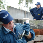 En medio de la emergencia por déficit hídrico, se reprograma vacunación contra la fiebre aftosa