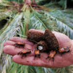 Gobierno sigue trabajando para frenar avance del picudo rojo y proteger palmares de Rocha