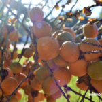 El Día Nacional del Butiá se celebra en el Complejo Cultural 2 de Mayo de Castillos