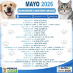 Bienestar Animal presentó el calendario de castraciones para Rocha