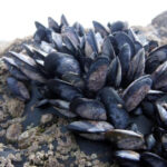 DINARA estableció la veda para moluscos bivalvos en Rocha