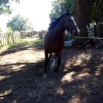 Cuatro meses de prisión para joven que robó un caballo