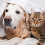 Consejos para cuidar del frío a las mascotas