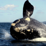 Se realizará el lanzamiento de la Temporada de Ballenas e inauguración de la Ruta de la Fauna Marina