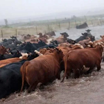 Cuando el agua pasa la cuenta: tierra, barro y el futuro productivo de Rocha